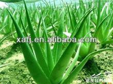 hot sale product of pure aloe vera extract extract for health