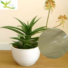 100% Natural Aloe Vera Extract/Aloe Vera Powder/Freeze Dried 200:1