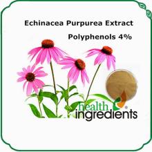 cichoric acid powder echinacea purpurea extract in bulk