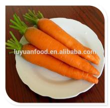 2014 red Carrot With Best Price