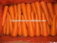 2014 new crop fresh carrots in sale