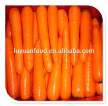 China Bulk Fresh Carrots hot new products for 2014