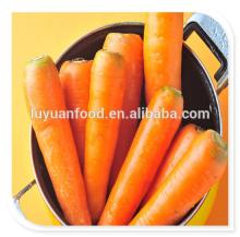 wholesale 2014 crop top grade fresh carrot