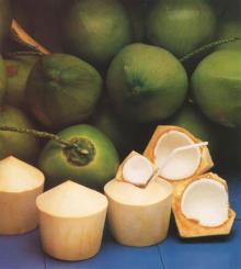 Fresh young coconut Best quality