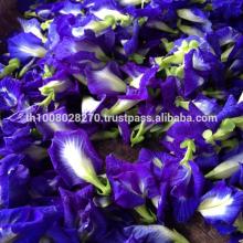 butter fly pea
