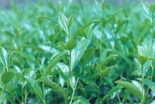 green tea extraction polyphenols powder 50%-98%