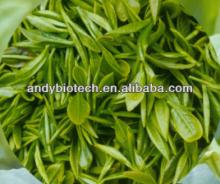 Polyphenols 30% ,EGCG 8%, catechin 20%, Green Tea Extract Powder