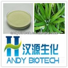 Top Quality Aloin A 98%  Aloe   Vera   Whole   Leaf  Powder