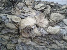 Buffalo salted Omasum