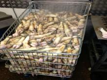 halal lamb and sheep feet