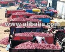 Nasik Red Onion Available...