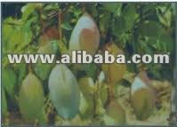Totapuri Mangoes pulp Available...