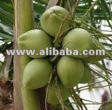 Young Coconuts Available...