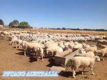 AUSTRALIAN LAMB MEAT HIGH QUALITY