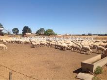 AUSTRALIA LAMB MEAT