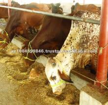 Live  cows 