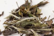 white tea extract