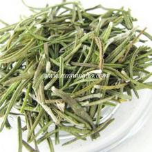 rosemary plant