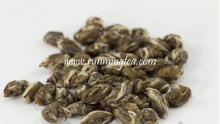  high   quality   jasmine   tea 