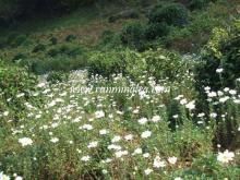 chrysanthemum tea bags