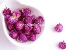 EU globe amaranth flower