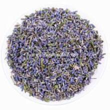 fresh lavender flowers