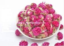  globe   amaranth 