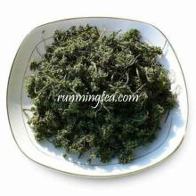 Ginseng Flower Tea B