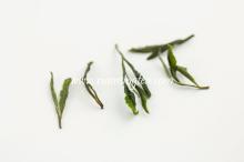 green tea extract bulk