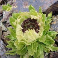 100% Natural Wild Saussurea Involucrata/Snow Lotus  Dry   Flower 