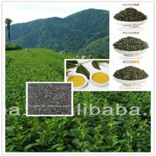 China Bulk Green tea 4011