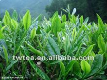 2012 Hot sale Good quality Chun Mee Green tea Grade 9371