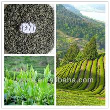 Chinese hot sale loose leaf green tea, high quality chunmee green tea 9371 in bulk, China tea manufa