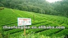 Green Tea 9731 /chunmee/tea company