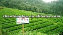Green tea 41022/ chunmee/best green tea