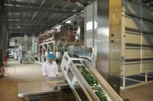 Anhui keemun black  tea  1121 1132 1143 1154 1165 new  production   line 