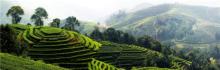 best organic chunmee green tea garden