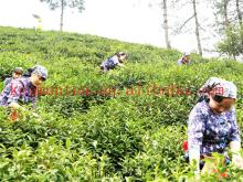 best organic chunmee green tea garden for 41022A