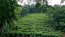 best organic chunmee green tea garden for 9380