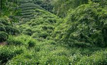 best  organic   chunmee   green   tea  garden for 41022AAA