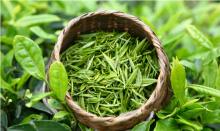 Early Spring Green Tea Coming Henan high quality green tea.Xinyang  maojian 