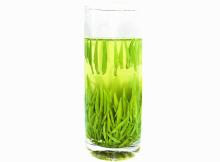 Xinyang maojian Famous green tea Health care functions and slimming green tea