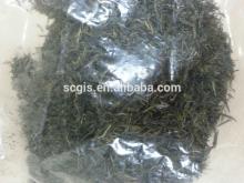 China Xinyang  maojian  tea