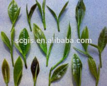 Famous green tea/Xinyang maojian teas