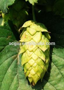 Chinese Beer making raw material Hop pellet/hop extract