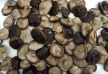 Chinese high quality canned  shiitake   mushroom  800g/ tin 