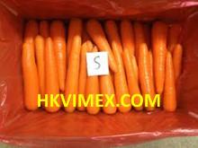 Fresh Carrots for Dubai Market