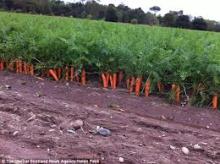 Fresh Carrots for EU Market
