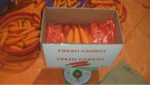 Fresh carrots Bulk for Sales