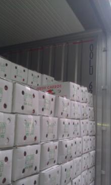 Fresh Carrots for Korea Market